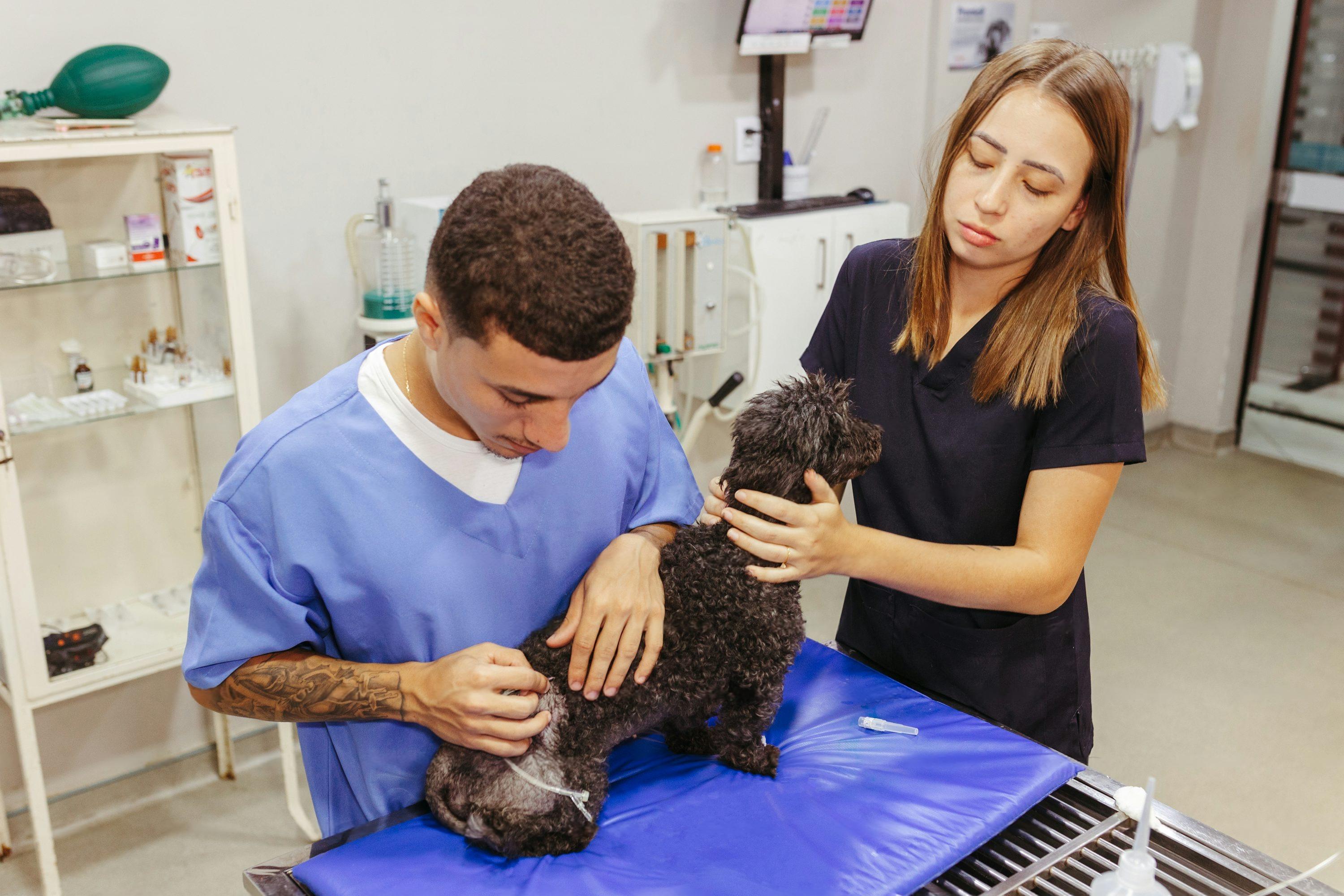 Veterinarian examining a dog with modern technology
